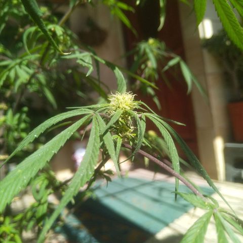 Natural growlog photo: Primera planta con formación de cogollos 😛