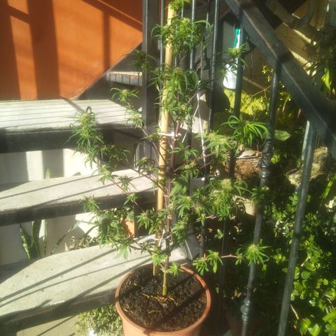 Natural growlog photo: Full flora
Una semana después de haberle echado la poción 