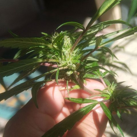 Natural growlog photo: Segunda planta con cogollos ✨