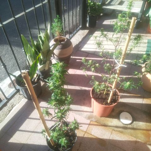 Natural growlog photo: Full flora
Una semana después de haberle echado la poción 