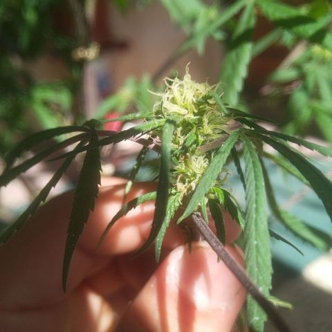 Natural growlog photo: Primera planta con formación de cogollos 😛