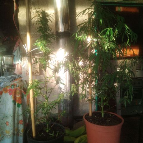 Natural growlog photo: Poda