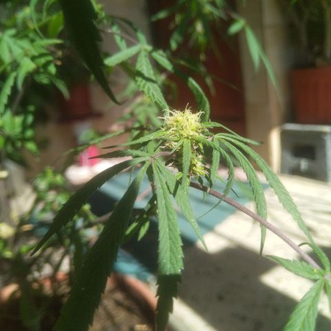 Natural growlog photo: Primera planta con formación de cogollos 😛