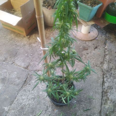 Natural growlog timeline photo