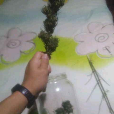 Natural growlog photo: Todo el proceso 