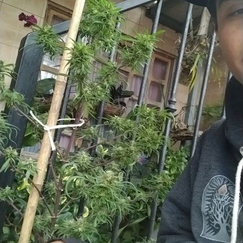 Natural growlog photo: Todo el proceso 