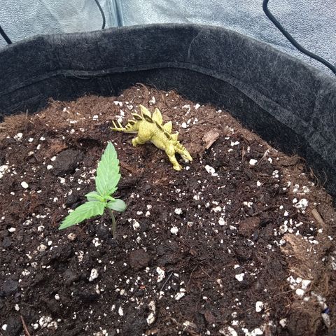 Trudi  growlog timeline photo