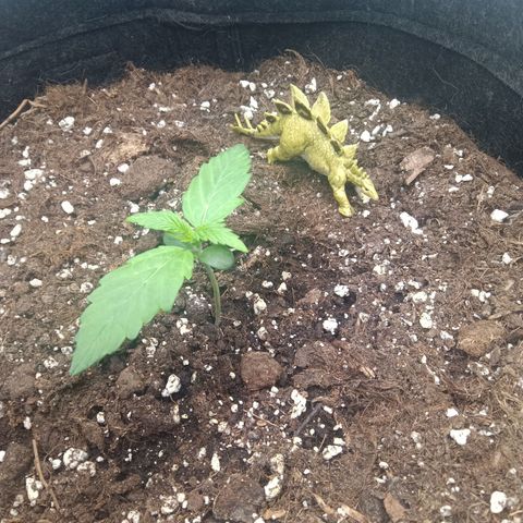 Trudi  growlog timeline photo