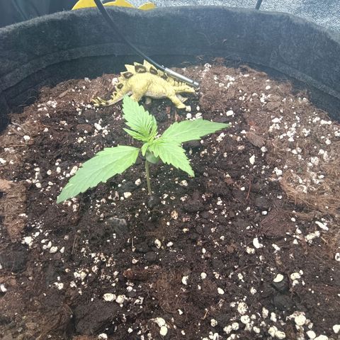 Trudi  growlog timeline photo