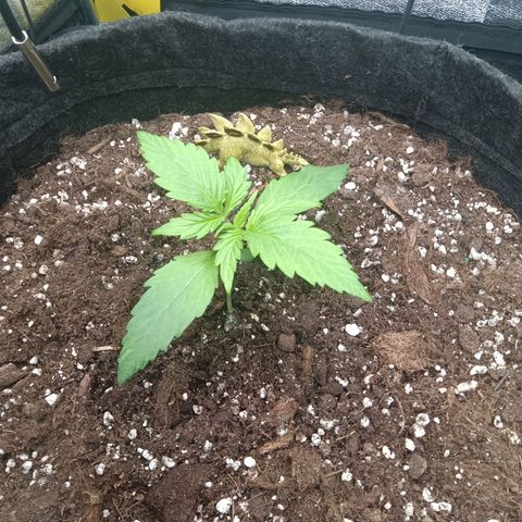 Trudi  growlog timeline photo