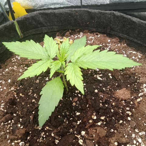 Trudi  growlog timeline photo