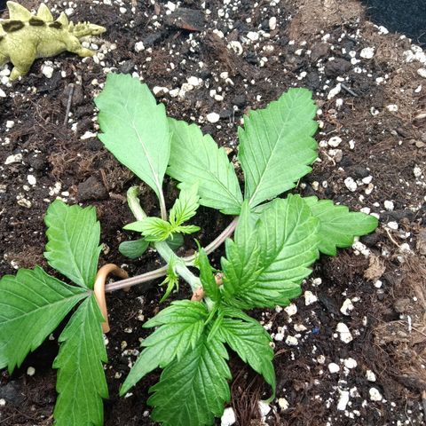 Trudi  growlog timeline photo