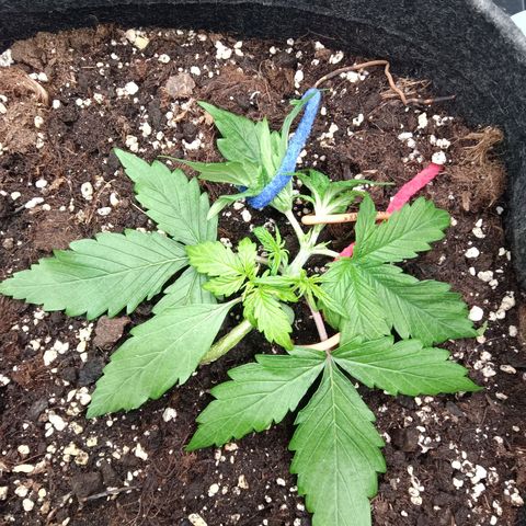 Trudi  growlog timeline photo