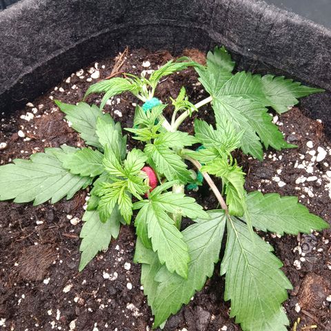 Trudi  growlog timeline photo
