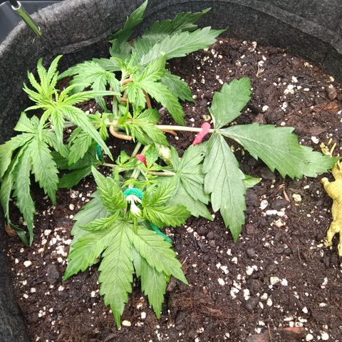 Trudi  growlog timeline photo