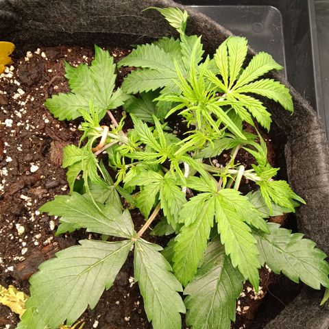 Trudi  growlog timeline photo