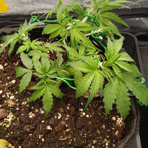 Trudi  growlog timeline photo