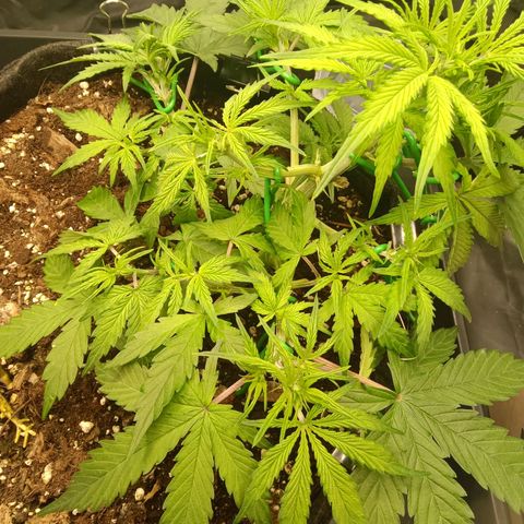Trudi  growlog timeline photo