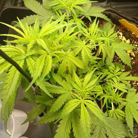 Trudi  growlog timeline photo