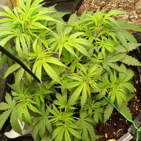 Trudi  growlog timeline photo