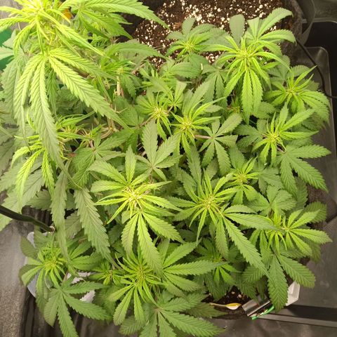 Trudi  growlog timeline photo