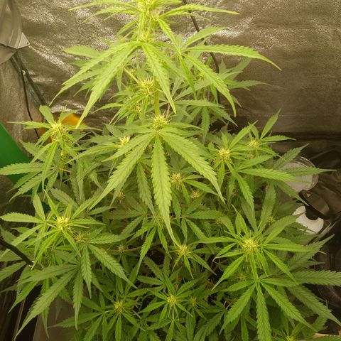 Trudi  growlog timeline photo