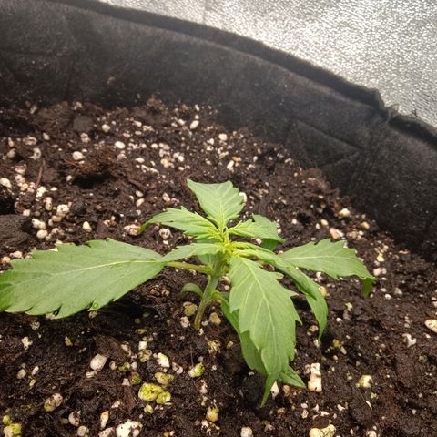 Hera growlog timeline photo