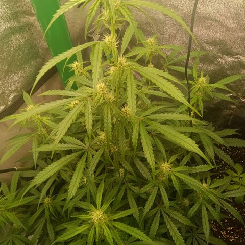 Trudi  growlog timeline photo