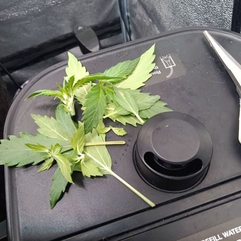 Hera growlog timeline photo