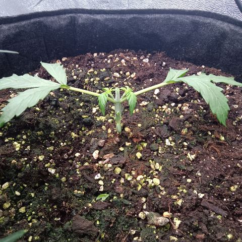 Hera growlog timeline photo