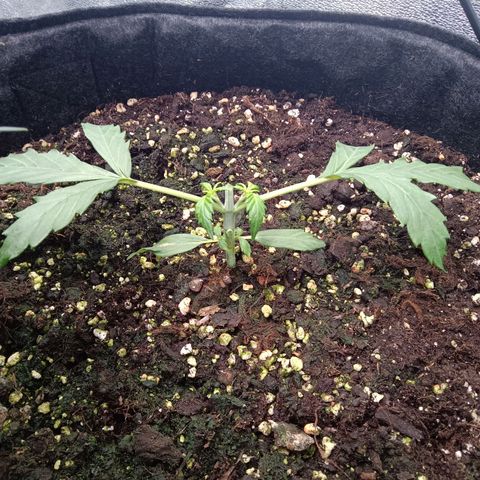 Hera growlog timeline photo