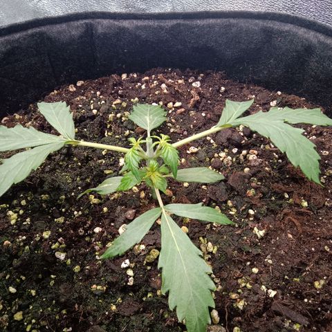 Hera growlog timeline photo