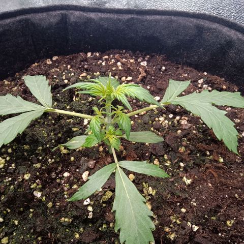 Hera growlog timeline photo
