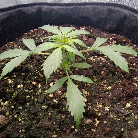 Hera growlog timeline photo