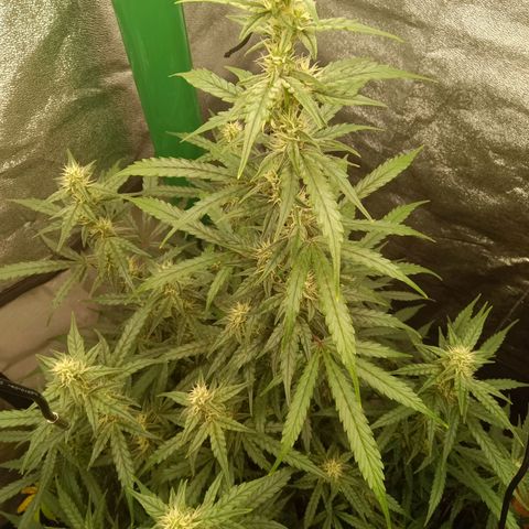 Trudi  growlog timeline photo