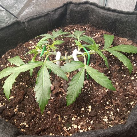 Hera growlog timeline photo