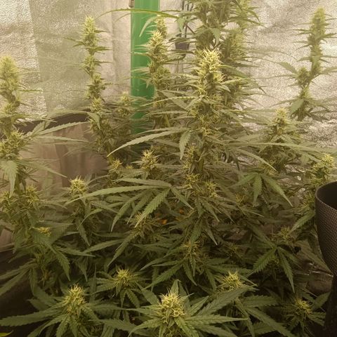 Trudi  growlog timeline photo