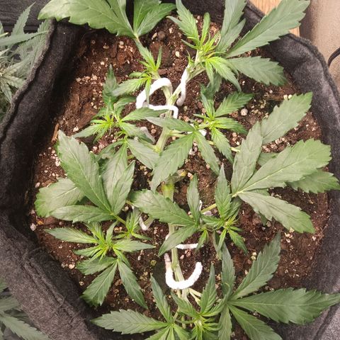 Hera growlog timeline photo