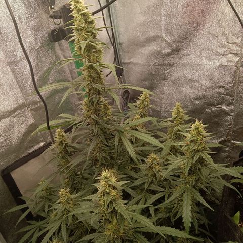 Trudi  growlog timeline photo