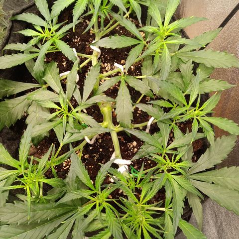 Hera growlog timeline photo