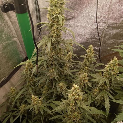 Trudi  growlog timeline photo