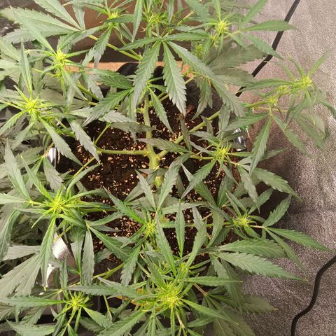 Hera growlog timeline photo