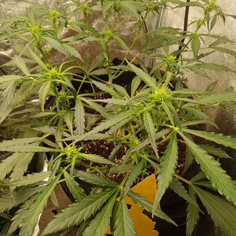 Hera growlog timeline photo