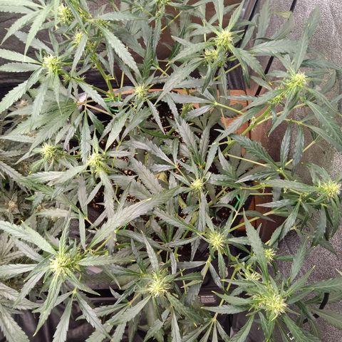 Hera growlog timeline photo