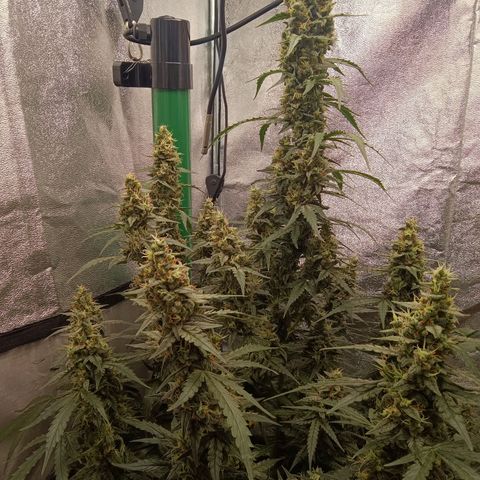 Trudi  growlog timeline photo