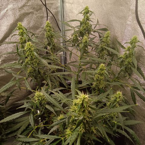 Hera growlog timeline photo