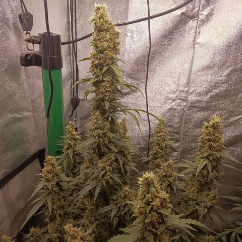 Trudi  growlog timeline photo