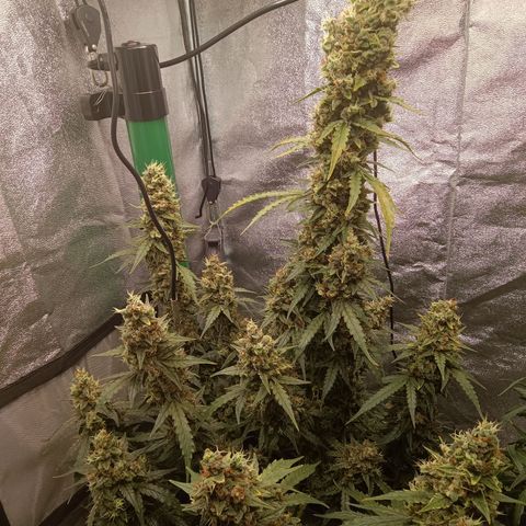 Trudi  growlog timeline photo