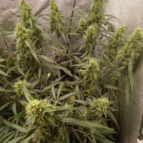 Hera growlog timeline photo