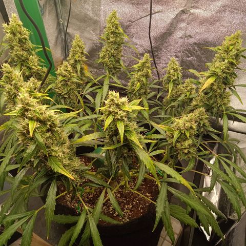 Hera growlog timeline photo